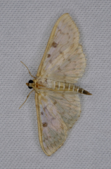 Herpetogramma aquilonalis