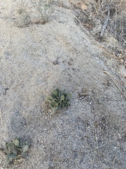 Heterotheca grandiflora