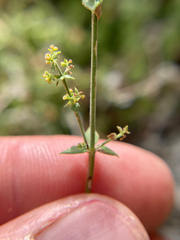 Galium parishii