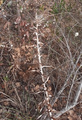 Paepalanthus chiquitensis