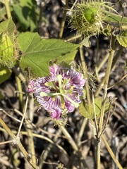 Passiflora ciliata