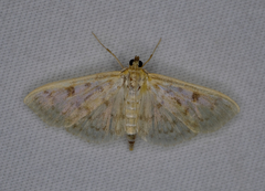 Herpetogramma aquilonalis