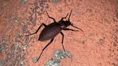 Carabus smaragdinus
