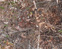 Paepalanthus chiquitensis