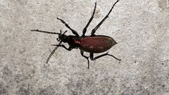 Carabus smaragdinus