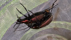 Carabus smaragdinus