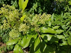 Schinus terebinthifolia
