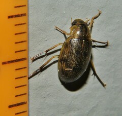Berosus
