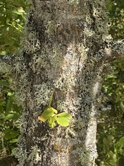 Evernia prunastri