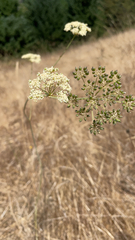 Perideridia kelloggii