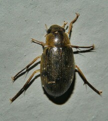 Berosus