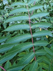 Sorbus americana