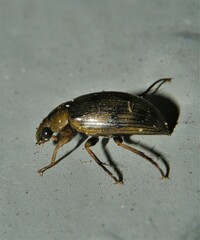 Berosus