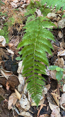 Dryopteris arguta