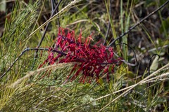 Grevillea dryandri
