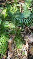 Polystichum munitum