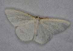 Protitame virginalis