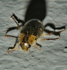 Berosus