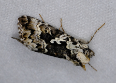 Syngrapha rectangula