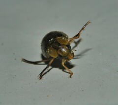 Berosus