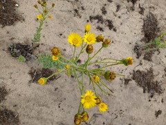 Chrysopsidinae
