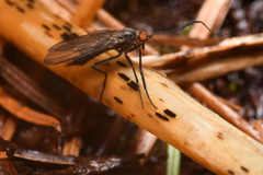 Empidoidea