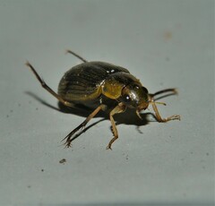 Berosus
