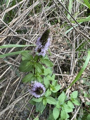 Mentha spicata