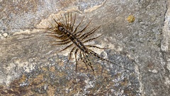 Scutigeromorpha