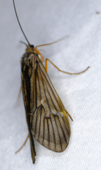 Dicosmoecus