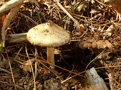 Pluteus longistriatus