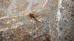 Scutigeromorpha