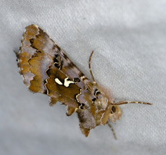 Autographa corusca