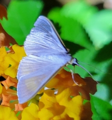 Diaphania costata