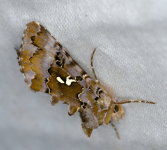 Autographa corusca