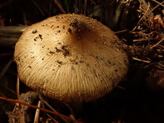 Pluteus longistriatus