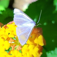Diaphania costata