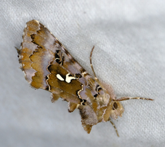 Autographa corusca