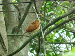 Furnarius leucopus