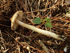 Pluteus longistriatus