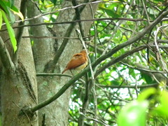 Furnarius leucopus