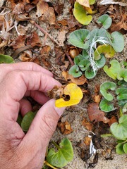 Calystegia soldanella
