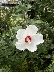 Hibiscus