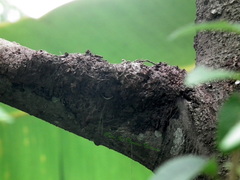 Furnarius leucopus