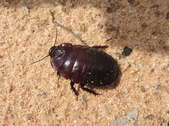 Geoscapheus dilatatus