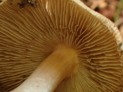 Pluteus longistriatus
