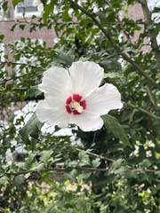 Hibiscus
