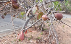 Hancornia speciosa