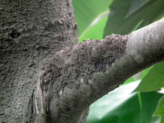 Furnarius leucopus
