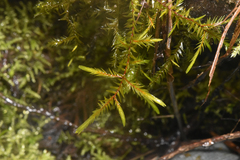 Fontinalis antipyretica